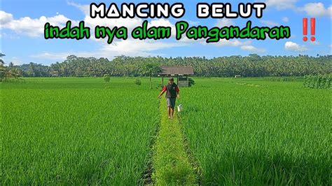 Mancing Belut Untuk Ngaliwet Sambil Ngaronda Bersama Dulur Di