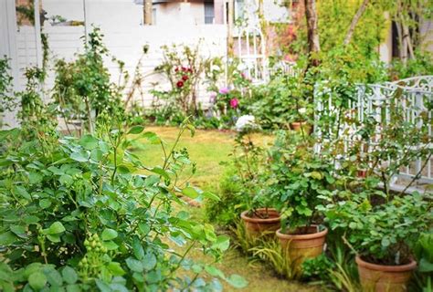 暑さに強く、ずっと花が咲き続ける夏のイチオシ一年草10種 庭 園芸 庭 づくり