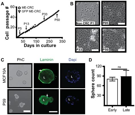 Culture Of Normal Mouse Mammary Epithelial Me Cells Under Conditions