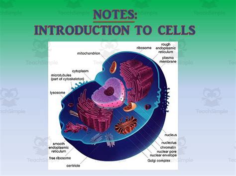 Cell Introduction Powerpoint Presentation By Teach Simple