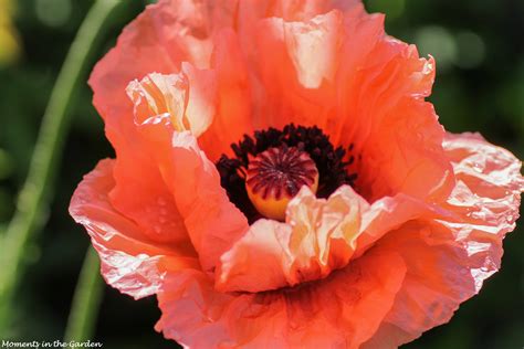 Oriental Poppy - MOMENTS IN THE GARDEN PHOTOGRAPHY