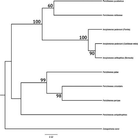 Beast Multi Locus Phylogenetic Reconstruction For Ancylomenes