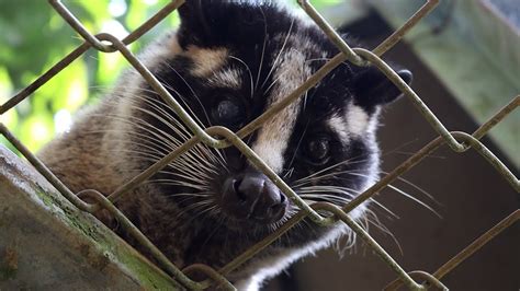 Civet Coffee: From Rare to Reckless [TRAILER] - YouTube