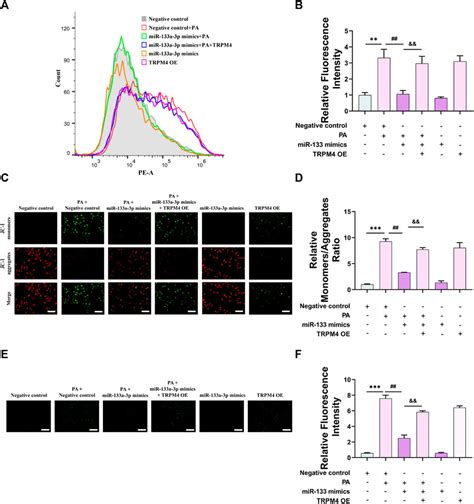 Frontiers Mir 133a 3ptrpm4 Axis Improves Palmitic Acid Induced