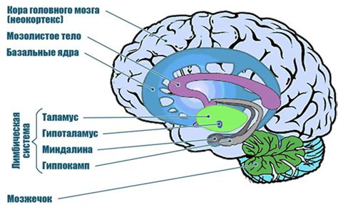Неокортекс — что это такое?