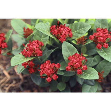 Multicolor Ixora Flowering Shrub In 25 Quart Pot At