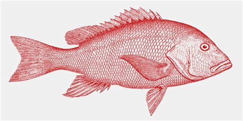 What Is The Difference Between Grouper And Red Snapper Reel Fishing Guru