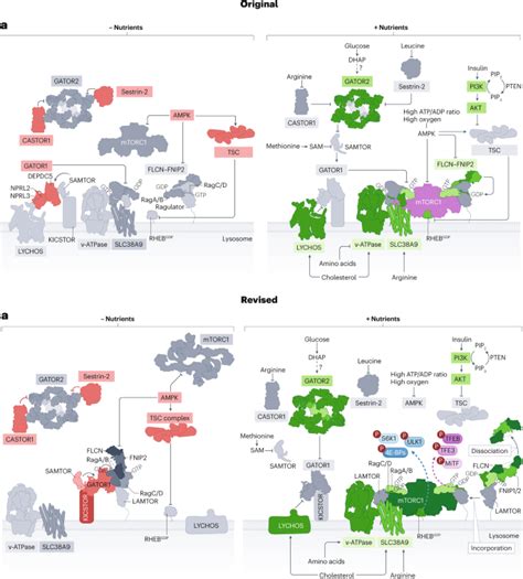 Author Correction The Molecular Basis Of Nutrient Sensing And