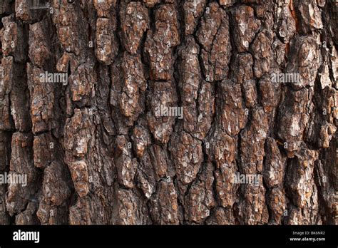 Old Common Black Alder Tree Bark Alnus Glutinosa Stock Photo Alamy