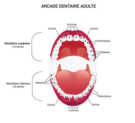 Anatomie Et Physiologie De La Bouche Notions D Anatomie Physiologie