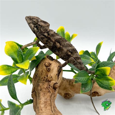 Chameleons Strictly Reptiles
