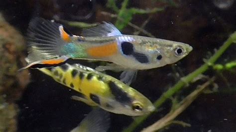 Endlers Guppy Poecilia Wingei Endler S Livebearer YouTube Guppy