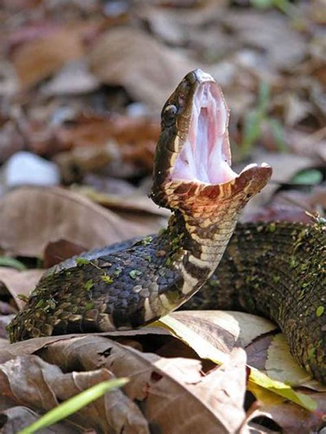 Top 999 Water Moccasin Wallpapers Full Hd 4k Free To Use