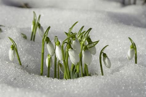 Old European Culture Snowdrops