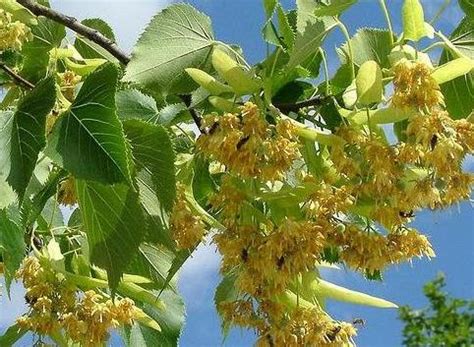 ŞERBETÇİ OTU Humulus lupulus TARBİGEM Türkiye Tarla Bitkileri