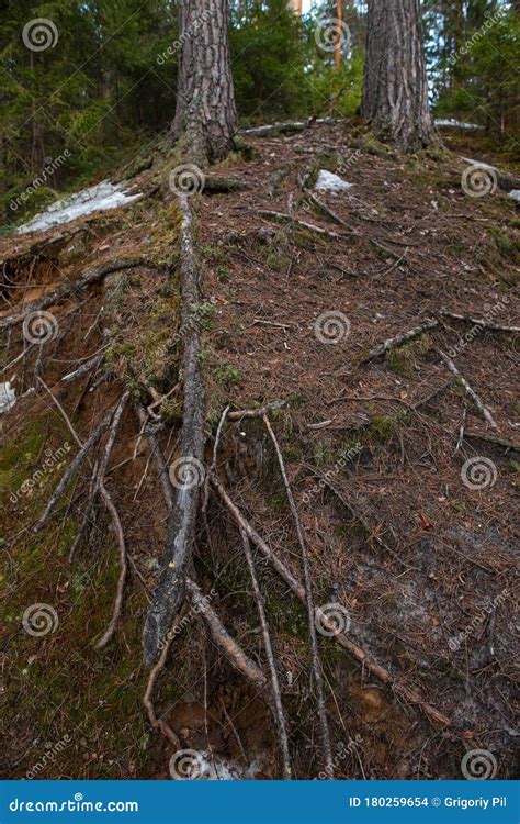 Root System Of Pine Trees On A Hillside Stock Photo Image Of Norway