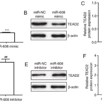 TEAD2 Is Regulated By MiR 608 In Non Small Cell Lung Cancer Cells A