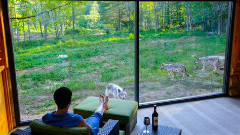 Dormir Avec Les Loups Au Parc Oméga Espaces