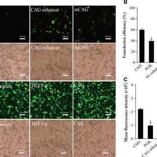 Effects Of Mild Hypothermia On The Expression Of EGFP Under Different