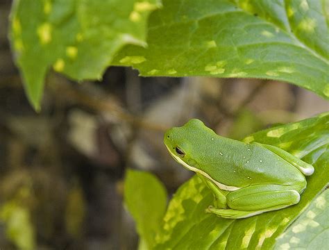 [ベスト] Green Tree Frog 687088 Green Tree Frog Habitat