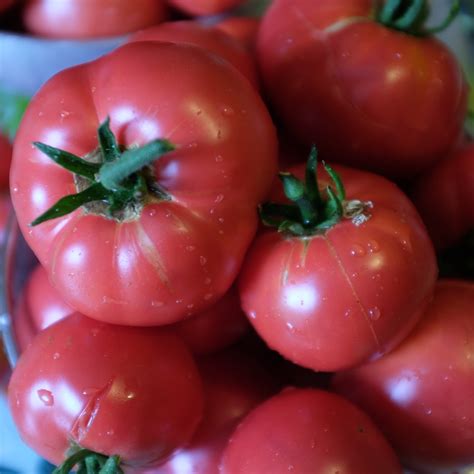 Tomate Rose De Berne Bio La Bo Te Graines