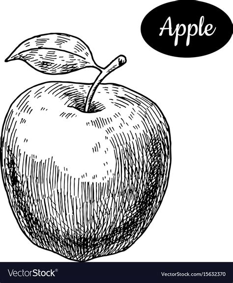 Hand drawn sketch style fresh apple Royalty Free Vector