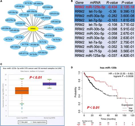 Identification Of Mir 125b 5p As A Potential Upstream Regulatory Mirna Download Scientific