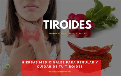 Plantas Medicinales Para Regular Y Cuidar De Tu Tiroides Saludnative