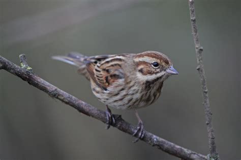 COLNE VALLEY BIRDER: female reed bunting