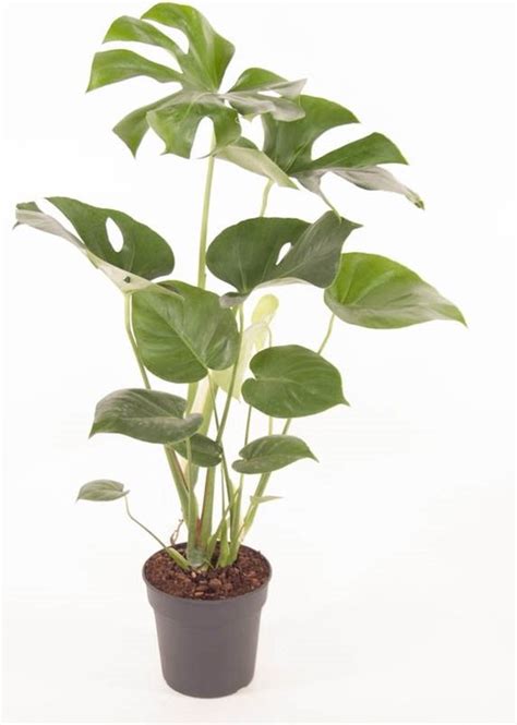 Monstera Gatenplant Monstera Deliciosa Met Bloempot Hoogte 70 Cm