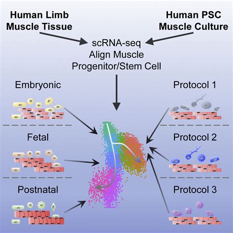 A Human Skeletal Muscle Atlas Identifies The Trajectories Of Stem And Progenitor Cells Across