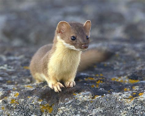 Long Tailed Weasel Yellowstone National Park Wy Canon Eos Flickr