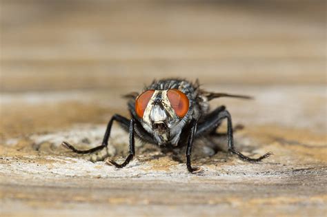 Flesh Fly Catseye Pest Control