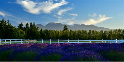 Top Sequim Lavender Farms You Should Visit