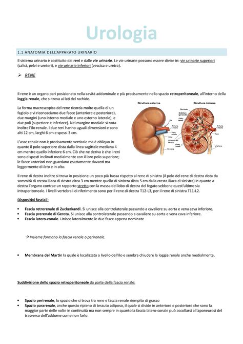 Urologia Programma Corso Integrato Di Fisiopatologia Clinica UniUd