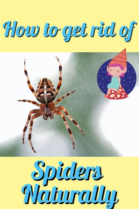 How To Get Rid Of Spiders Naturally Get Rid Of Spiders Spider Spray