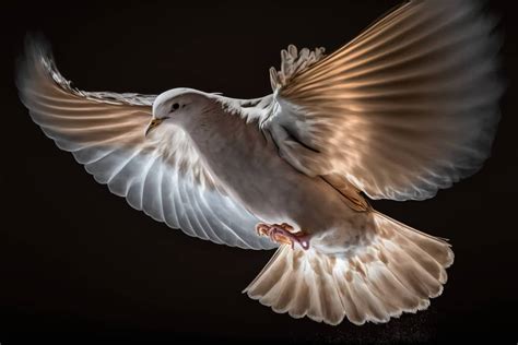 A white dove flying