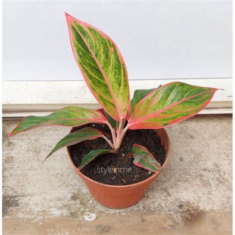 Jual AGLAONEMA TANAMAN HIAS DAUN PINK MERAH SIAM AURORA LIPSTICK