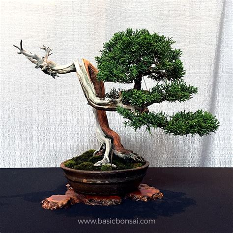 Is My Bonsai Tree Dead Basic Bonsai