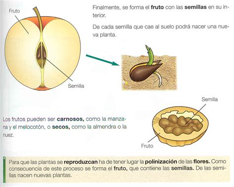 Los De Primer Ciclo 2ºb Examen Las Plantas 9 Junio De 2010