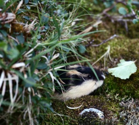 150+ Lemmings Stock Photos, Pictures & Royalty-Free Images - iStock