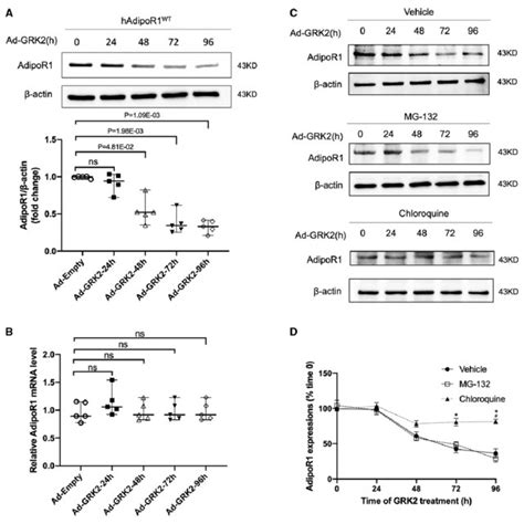 Grk2 Induces AdipoR1 Adiponectin Receptor 1 Endocytosis A C