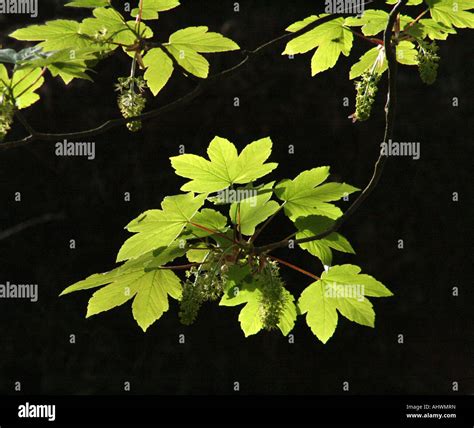 Acer Pseudoplatanus Flor Fotograf As E Im Genes De Alta Resoluci N Alamy