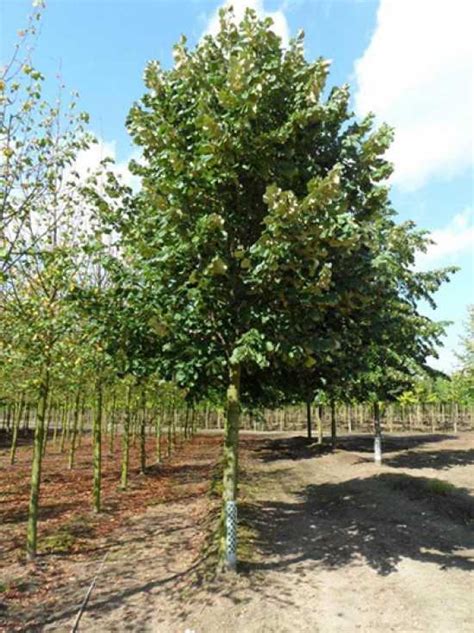 Tilia Tomentosa Brabant Silber Linde Brabant Günstig Kaufen