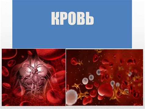 Группы кpoви человека - презентация онлайн