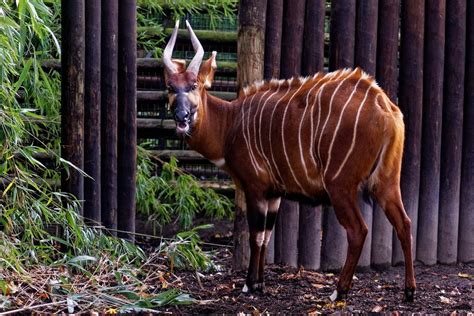 Bongo Foto And Bild Tiere Zoo Wildpark And Falknerei Säugetiere Bilder