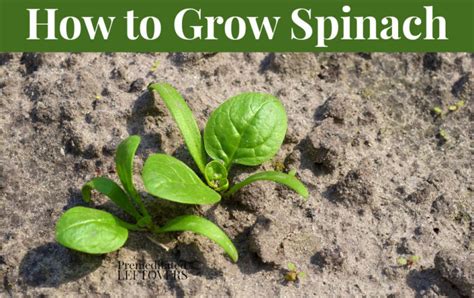 Tips For Growing Spinach In Your Garden This Year