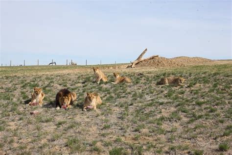 Not Many Know About This Exotic Animal Sanctuary Right Here In Colorado