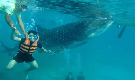 Cebu Oslob Requins Baleines Cascade Et Sardines En Plongée Libre