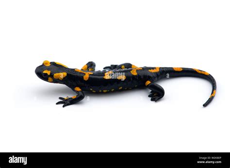 White Spotted Salamander Dangerous